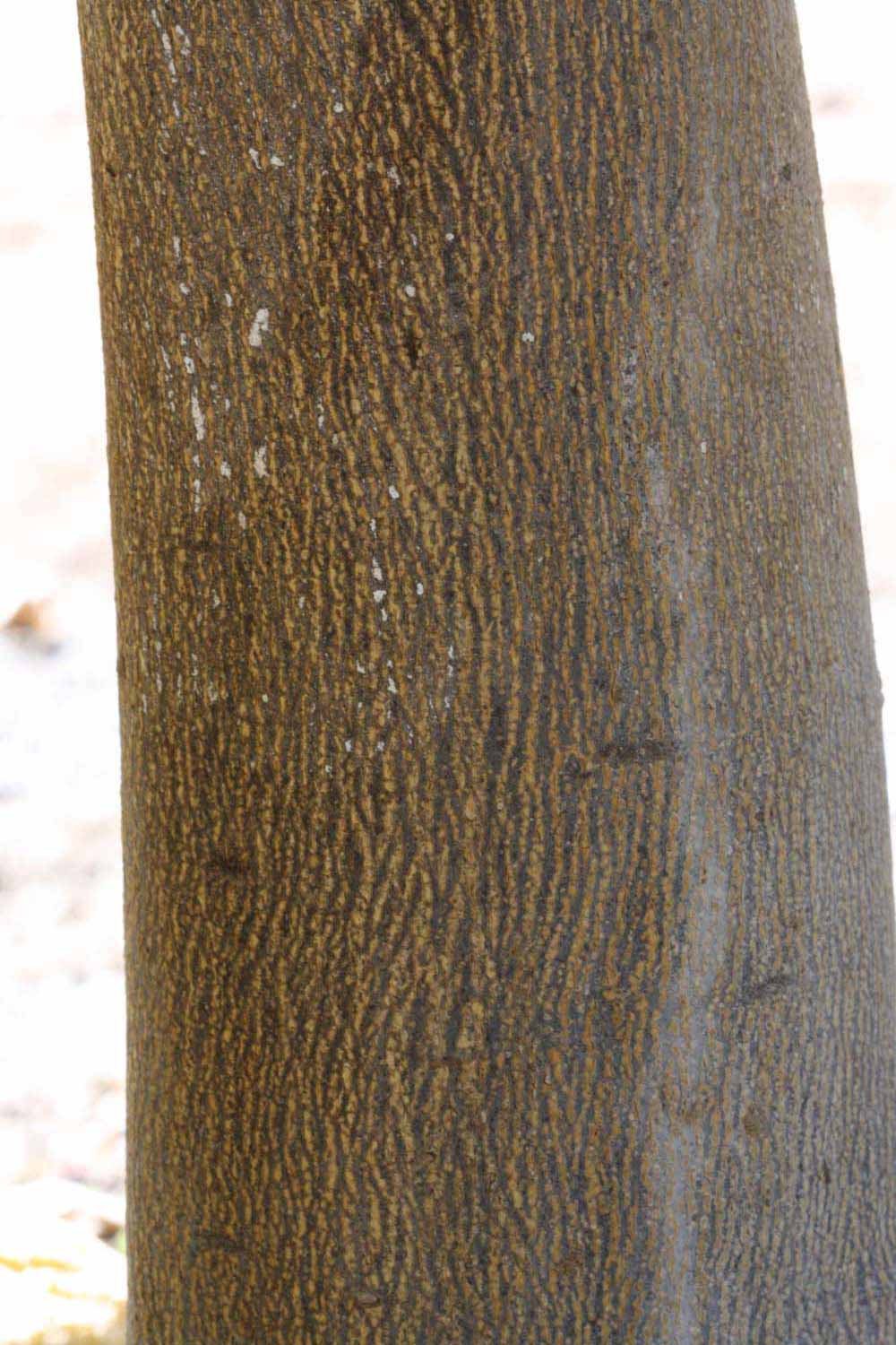            Bark (Riverside, CA)   